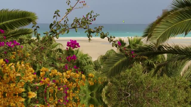 Video ber Lemon & Soul Cactus Garden auf Fuerteventura (79746) -  sonnenklar.TV Mediathek