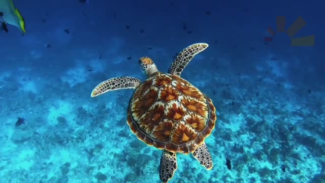 Tipp Malediven Schnorcheln und Tauchen