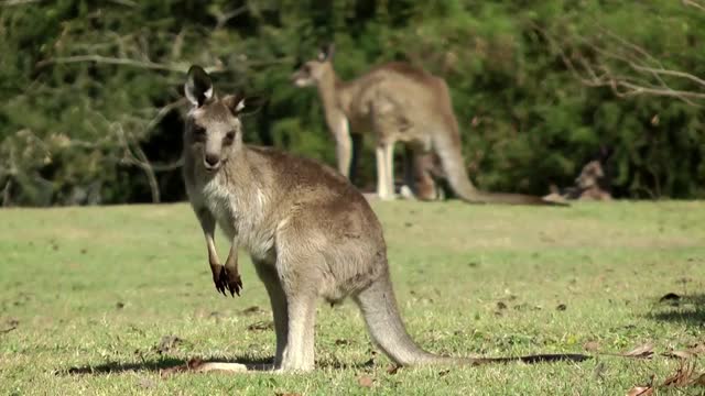 Impressionen von Australien und Neuseeland (Kreuzfahrt)