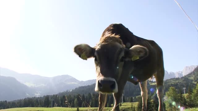Südtirol im Sommer