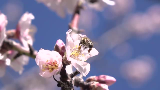 Impressionen Mandelblüte auf Mallorca