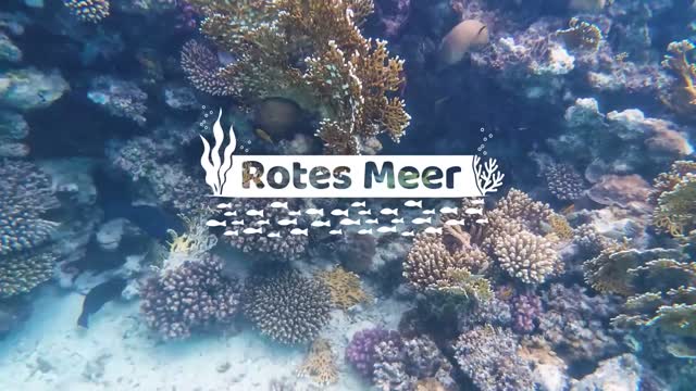 Impressionen Rotes Meer