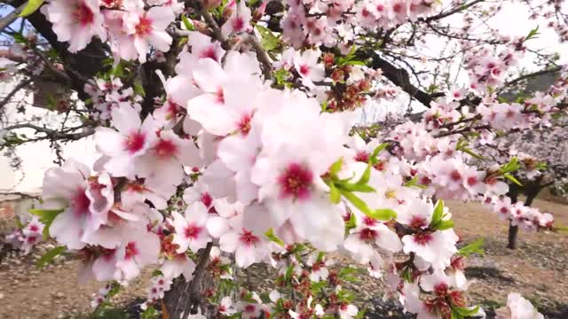 Sizilien-zur-Mandelbluete