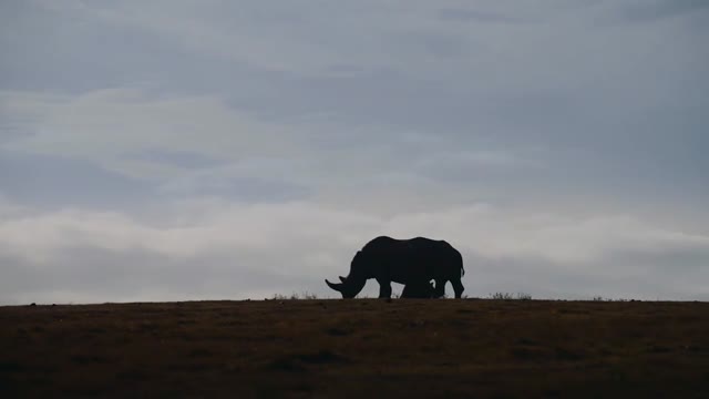 Impressionen einer Safari-Reise in Afrika