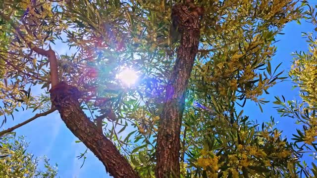 Küstenzauber Sardinien mit Mietwagen Club Esse Horse Country